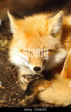 Un renard roux prenant une sieste l'après-midi Banque D'Images