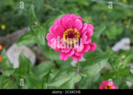 Gros plan d'un joli zinnia sous la lumière du soleil Banque D'Images
