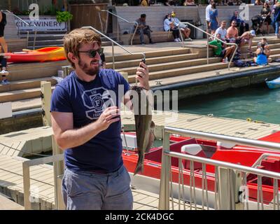 Homme pesant le poisson-chat qu'il a attrapé, le poisson pesait plus de cinq livres/2,3kg. Riverwalk de Chicago. Le poisson-chat peut pousser jusqu'à 50 livres/23 kg. Banque D'Images