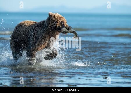 Ours brun côtier de l'Alaska, parc national du lac Clark Banque D'Images