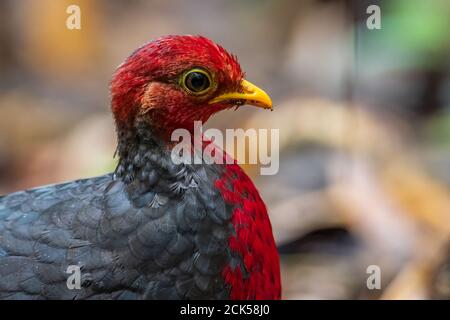 Nature faune image oiseau de la perdrix à tête rouge c'est endémique À l'île de Bornéo Banque D'Images