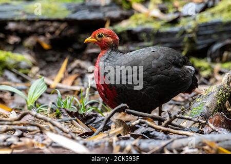 Nature faune image oiseau de la perdrix à tête rouge c'est endémique À l'île de Bornéo Banque D'Images
