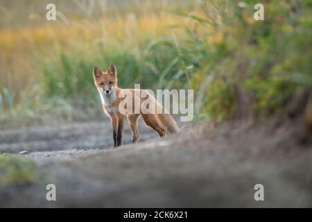 Renard rouge en Alaska Banque D'Images