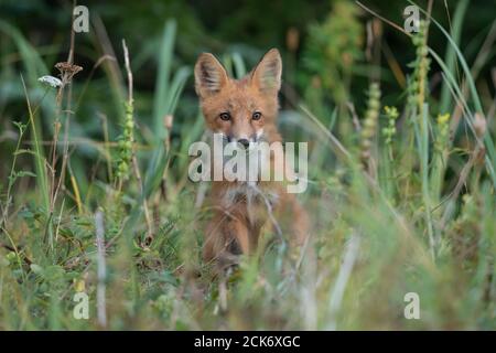 Renard rouge en Alaska Banque D'Images