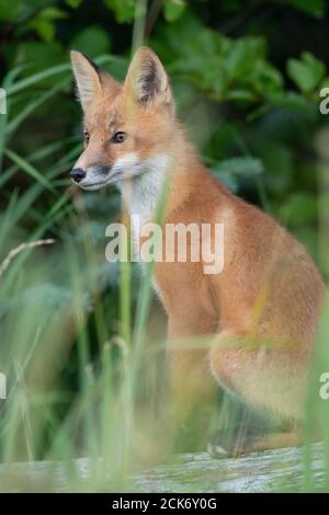 Renard rouge en Alaska Banque D'Images