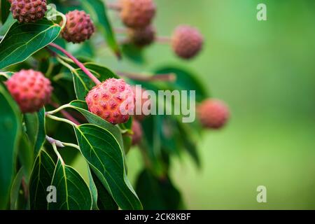 De beaux fruits rouges d'un arbre de Dogwood, Benthamidia, Rutcan, dans le jardin d'automne. Gros plan, fond vert naturel avec espace de copie. Banque D'Images