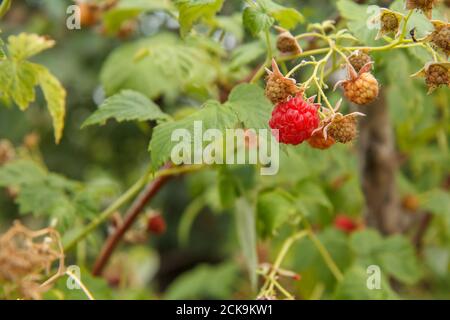 Vue rapprochée de la brousse avec des framboises mûres et non mûres dans le jardin de fruits avec fond naturel flou. Faible profondeur de champ. Banque D'Images