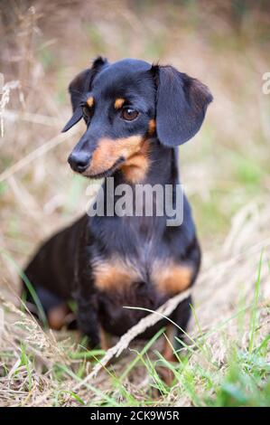 Dachshund noir et brun clair marchant dans la nature Banque D'Images