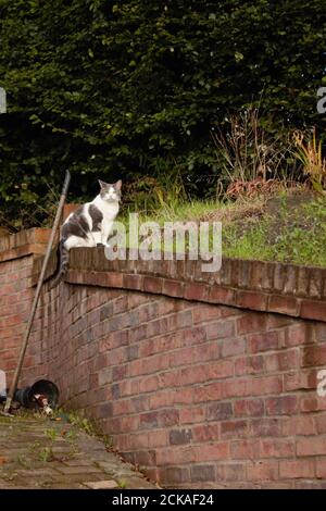 Chat gris et blanc assis sur un mur de jardin Banque D'Images