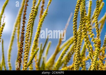 Gros plan de l'herbe sauvage jaune avec des graines. Faible profondeur de champ. Fond bleu ciel. Photo de Malmo, Suède Banque D'Images