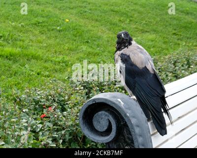 Grand corbeau assis sur un banc, regardant dans la caméra Banque D'Images
