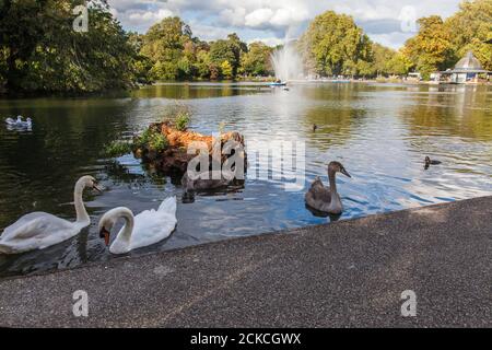 Une fontaine dans le lac de Victoria Park, Hackney, Londres, le long des canards et des cygnes, un après-midi ensoleillé Banque D'Images