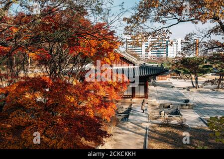 Palais Changgyeonggung avec érable à Séoul, Corée Banque D'Images