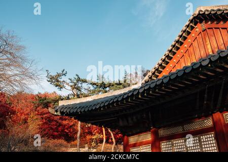 Palais Changgyeonggung avec érable à Séoul, Corée Banque D'Images