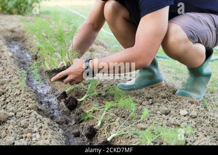 Agriculteur plantant du fenouil biologique dans le potager. Un jeune homme est en train de transplanter des légumes dans le sol. Banque D'Images