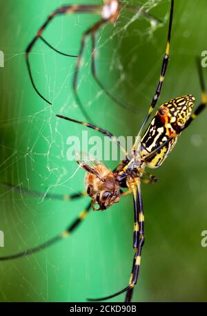 Nephila clavata mangeant un apis mellifera ligustica Banque D'Images