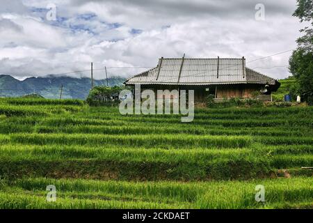 Vue sur une ferme dans un riz paddy sur un jour nuageux Banque D'Images