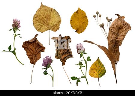 Ensemble de cadeaux de la nature de la forêt d'automne. Feuilles de lindel sèches et jaunes et gousses de graines, fleurs de trèfle. Isolé sur blanc Banque D'Images