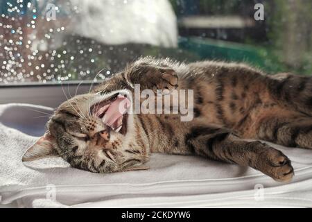 Tabby gris chatte relaxant et nawns sur un seuil de fenêtre. Animaux de compagnie, soin des animaux de compagnie, Bonjour, concept de sommeil. Jour ensoleillé. Un chat paresseux à la fenêtre. Banque D'Images