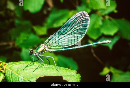 Un homme Demoiselle Agrion à Ambleside, au Royaume-Uni. Banque D'Images