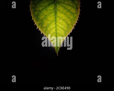 Isolats de feuilles vertes sur fond noir . Banque D'Images