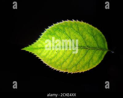 Isolats de feuilles vertes sur fond noir . Banque D'Images