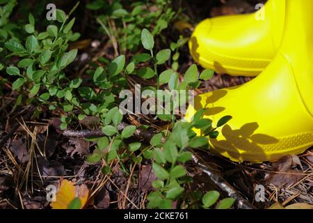 vue rognée des jambes des filles dans des bottes de pluie jaunes. fille debout sur des aiguilles de pin et des feuilles de cowberry. marche en forêt en automne. activités en plein air pour les enfants. importance de l'air frais. Banque D'Images