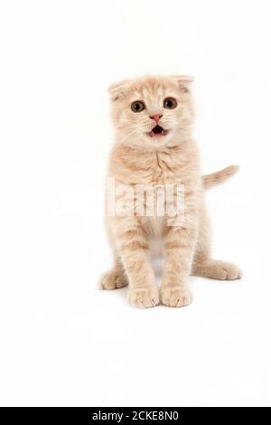 Scottish Fold crème chat domestique, 2 mois chaton assis contre fond blanc Banque D'Images