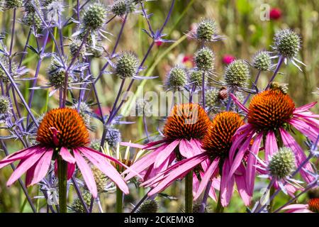 Fleurs de juillet Purple Coneflower Echinacea purpurea cônes mélangés Holly de mer, Eryngium tripartitum fleurs fleuries dans le lit Banque D'Images