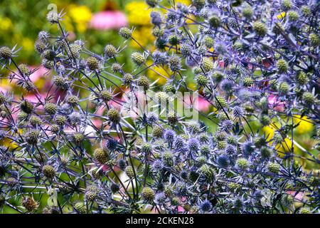 Juillet fleurs plante bleue Mer Sainte dans un lit de jardin coloré, Holly de mer, Eryngium tripartitum Banque D'Images