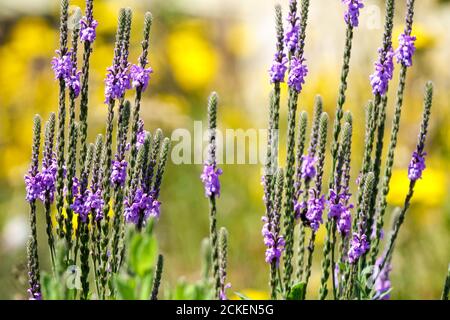 Juillet fleurs violet Hoary Verbain Verbena stritta Banque D'Images