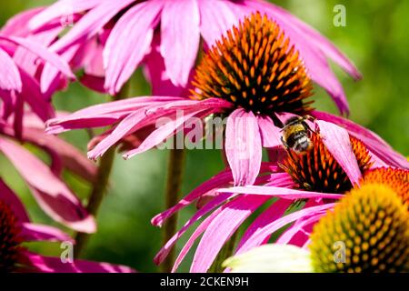 Fleurs de juillet, bourdon sur cône de coneflower violet Banque D'Images