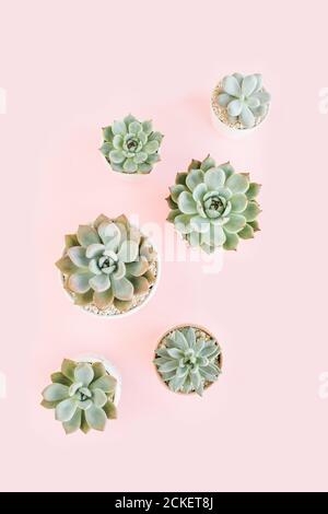 Magnifique motif de succulents verts isolés sur fond rose. Flat lay, vue de dessus. Banque D'Images