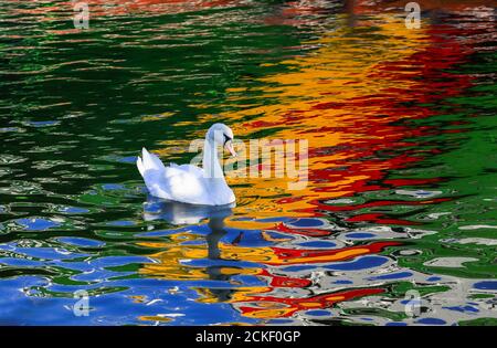 Le cygne blanc a fait un grand contraste avec l'eau colorée dans le port de Lübeck-Travemünde. Banque D'Images