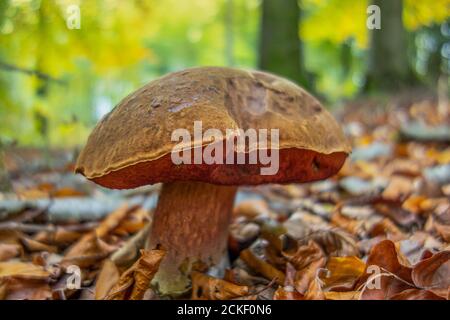 photo basse d'un boléte de scarletina dans une ambiance naturelle Banque D'Images