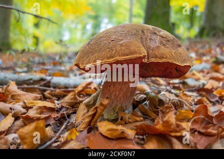 photo basse d'un boléte de scarletina dans une ambiance naturelle Banque D'Images