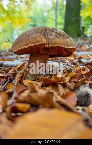 photo basse d'un boléte de scarletina dans une ambiance naturelle Banque D'Images