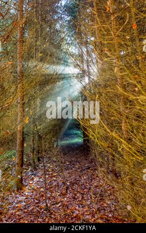 paysage étrange montrant des rayons de soleil dans une forêt Banque D'Images