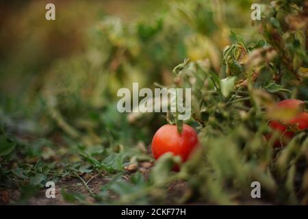Tomates mûres sur le Bush dans le jardin d'été. Banque D'Images