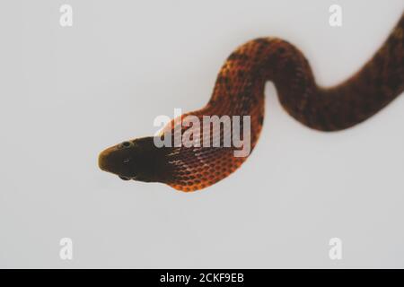 Faux cobra (Pseudoxenodon macrops) sur fond blanc studio Banque D'Images