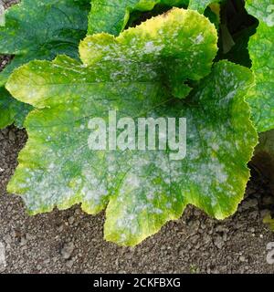 Cette image montre le stade précoce de l'oïdium affectant les feuilles d'UNE CITROUILLE. Le mildiou poudreux est une maladie fongique qui affecte un large éventail de plantes. Les maladies de l'oïdium sont causées par de nombreuses espèces de champignons dans l'ordre des Erysiphales, Podosphaera xanthii étant la cause la plus couramment signalée. Commune sur LES CITROUILLES CONCOMBRES COURGETTES et autres membres de la famille DES COURGES. Banque D'Images