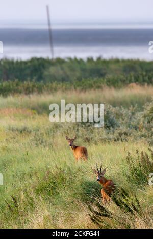 Cerf de Virginie européen (Capranolus capranolus) sur l'île de Frise orientale Juist, Allemagne. Banque D'Images