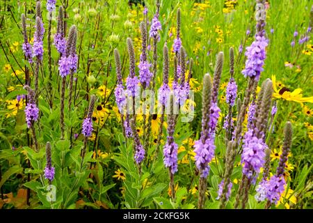 Fleurs violettes Hoary Verbain Verveine stritta mélange de Rudbeckias Banque D'Images