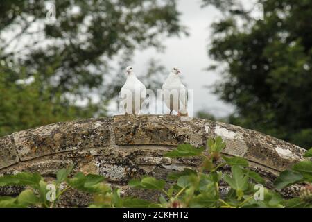 Deux colombes blanches perchées sur un mur. Streptopelia risoria Banque D'Images