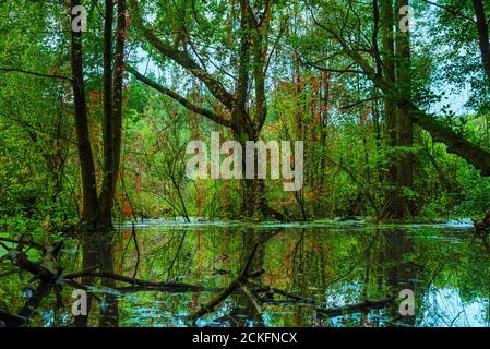 Arbres qui se trouvent dans une forêt inondée, arbres dans le marais, arbres automnaux, arbres tombés Banque D'Images