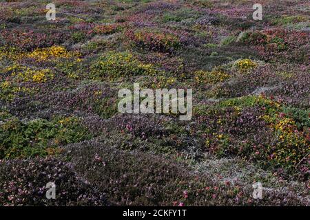 Heather et gorse grandissent en Bretagne France Banque D'Images