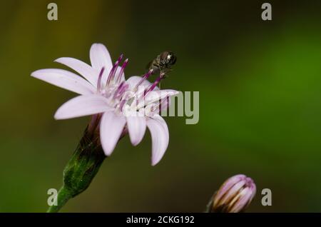 Envolez-vous sur une fleur de Perezia recurvata. Parc national de Conguillio. Région d'Araucania. Chili. Banque D'Images