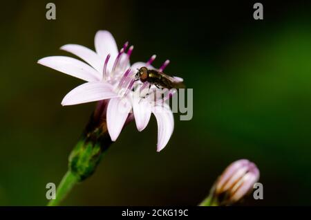 Envolez-vous sur une fleur de Perezia recurvata. Parc national de Conguillio. Région d'Araucania. Chili. Banque D'Images