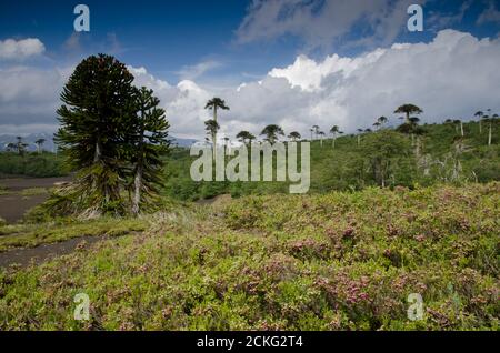 Trubland avec des arbres de puzzle de singe Araucaria araucana. Parc national de Conguillio. Région d'Araucania. Chili. Banque D'Images