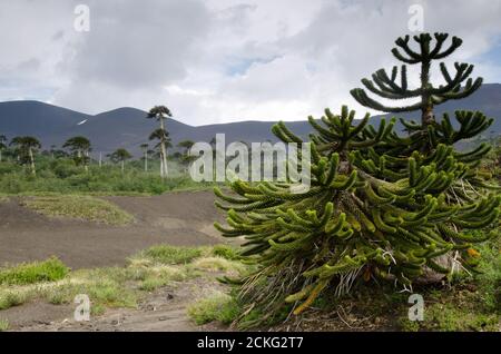 Trubland avec des arbres de puzzle de singe Araucaria araucana. Parc national de Conguillio. Région d'Araucania. Chili. Banque D'Images